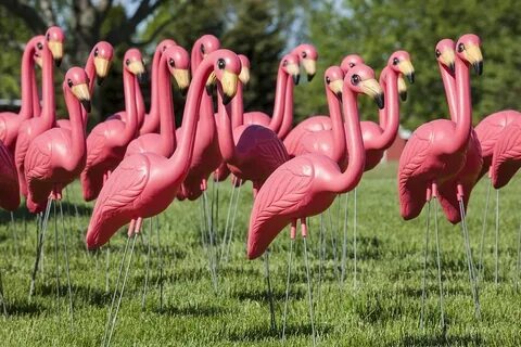 Pink flamingos