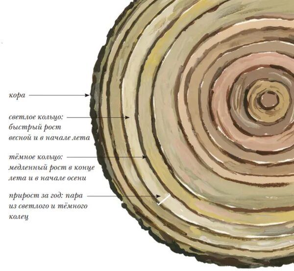 Древесные стебли образуются у. Годичные кольца древесины с возрастом. Годичные кольца древесины биология 6 класс. Годичные кольца Возраст дерева. Что такое годичное кольцо в биологии 6 класс.