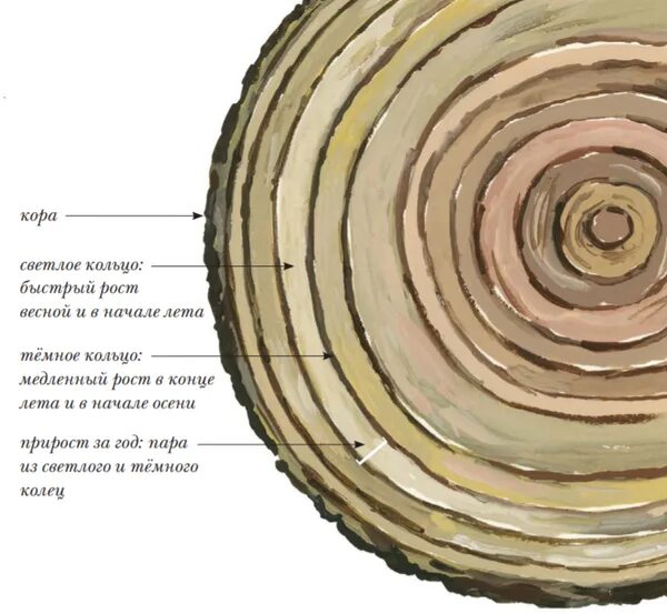 Возраст спила дерево годичные кольца. Годичные кольца древесины с возрастом. Годичные кольца древесины биология 6 класс. Что такое годичное кольцо в биологии 6 класс.