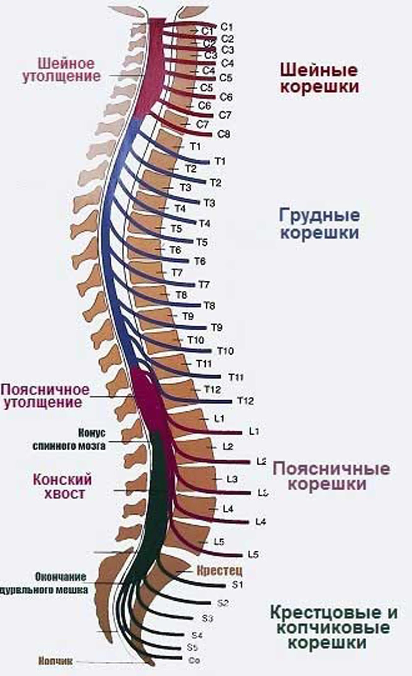 Сегменты l1-l2 спинного мозга. Корешки спинного мозга анатомия. Сегмент l1-l2 позвоночника. Строение позвоночника с нервными корешками.