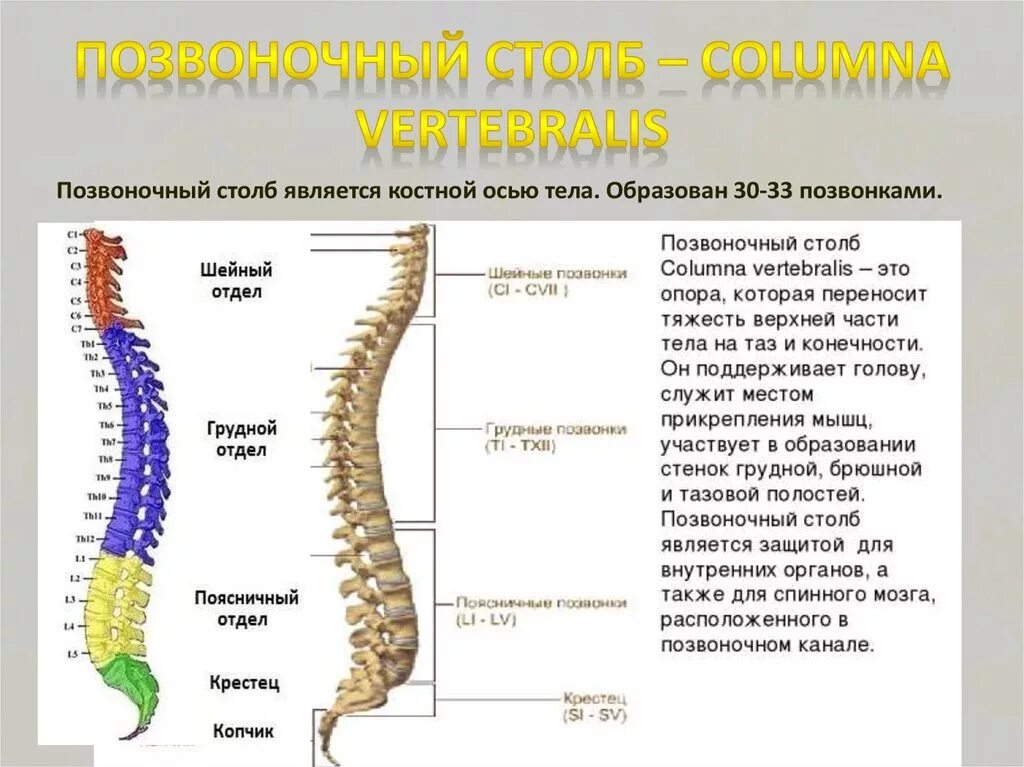 Характеристика отделов позвоночника. Позвоночник человека строение по отделам. Позвонки человека анатомия по отделам позвоночника. Строение позвоночника человека таблица отделы. Позвоночный столб строение и функции позвонков.