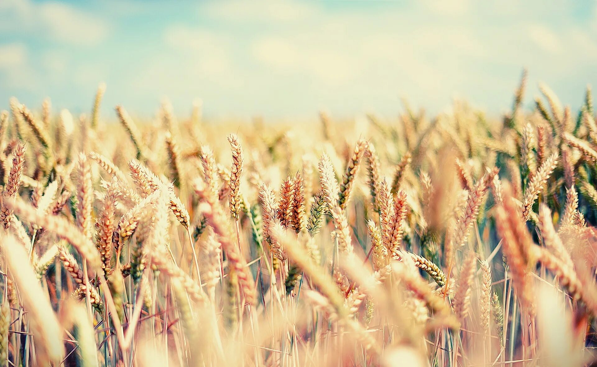 Тетрадь сельское хозяйство. Пшеница. Лето пшеница. Поле Колосков. Пшеничное поле Эстетика.