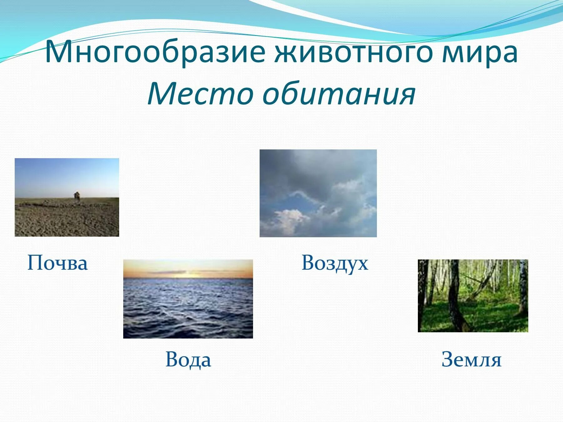 Вода воздух почва. Среда обитания земля вода воздух. Среды обитания животных. Животные разных сред обитания. Вода воздух плюсы