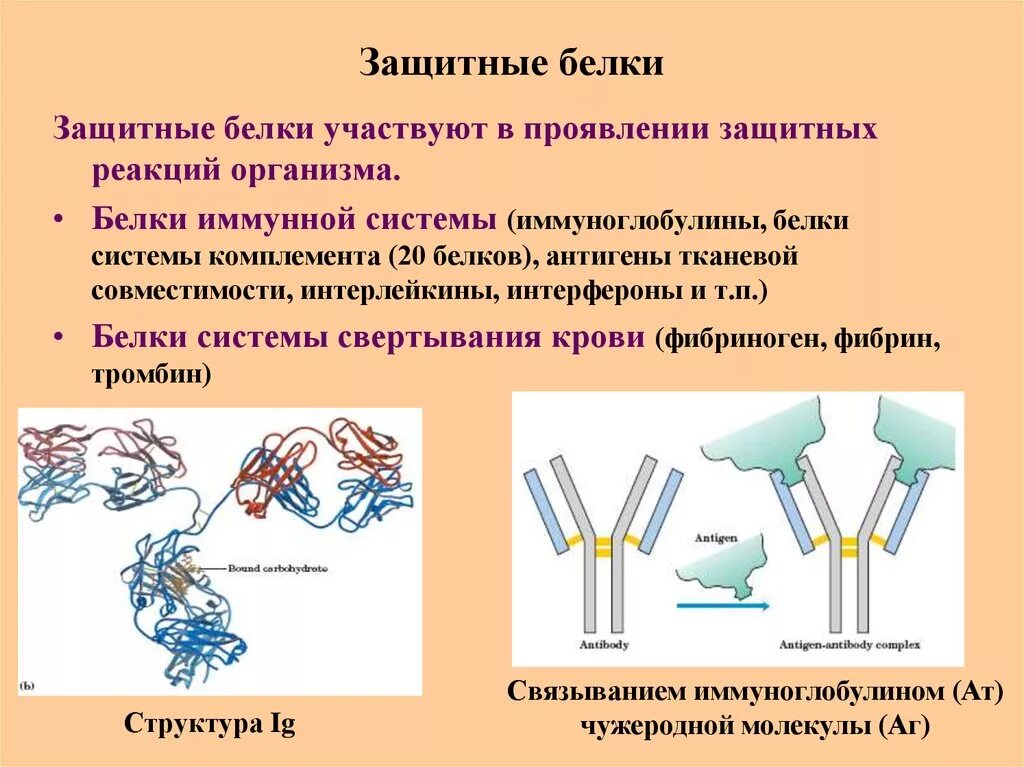 Белки иммунной системы. Белки участвуют. Белки иммунной системы биохимия. Иммуноглобулин белок. Иммунные белки крови