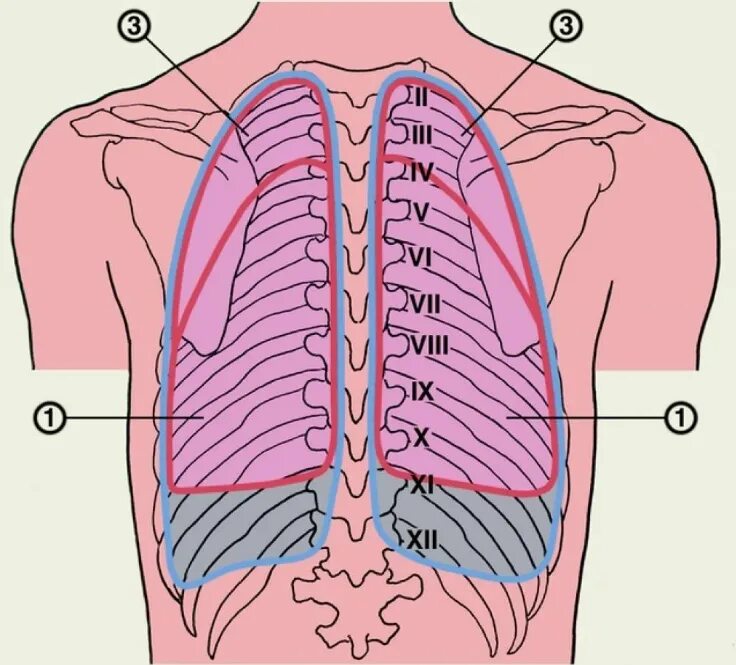 Между 6 и 7 ребром. Проекция границ легких и плевры. Проекция плевры на грудную клетку. Проекция границ плевры и париетальной плевры на грудную клетку.