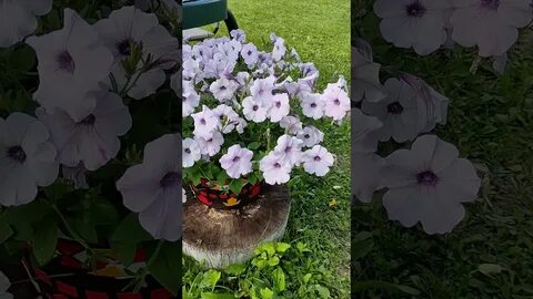 Петуния изи сильвер