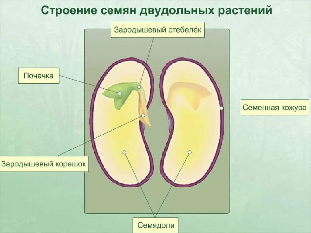 Зарисовать строение семени двудольного растения. Части зародыша семени фасоли. строение семени двудольного растения фасоли. строение семени фасоли зародышевый корешок. из чего состоит зародыш семени фасоли.