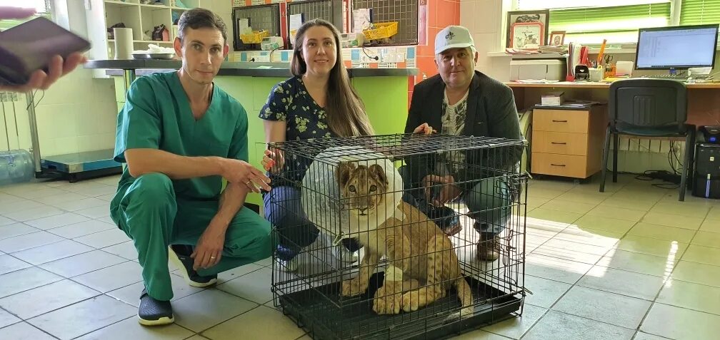 Воронежский ветеринарный госпиталь 1. Ветгоспиталь друзья воронеж. Чихуахуа плюсы и минусы. Первый ветеринарный госпиталь воронеж. Воронежский ветеринарный госпиталь.