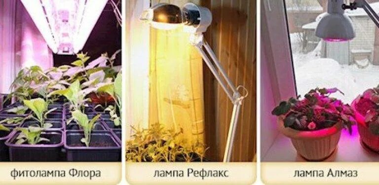Чем фитолампа отличается от обычной лампы светодиодной. Фитолампа для растений е27. лампа рефлакс для рассады. led фитолампы для растений 3 по 2. фитолампа для растений цоколь gu10.