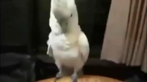 Видео попугай танцует под