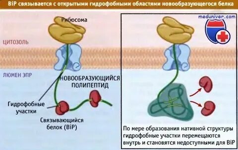 Нативный белок