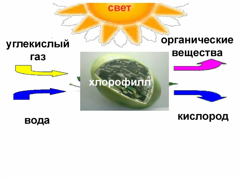 Кислород углекислый газ вода солнечный свет. Схема процесса фотосинтеза. Углекислый ГАЗ органическое вещество. Углекислый ГАЗ вода свет кислород органические вещества. Фотосинтез кислород.