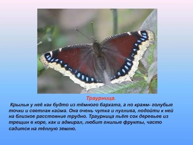 Сообщение о бабочке траурнице 2 класс. Траурница бабочка 2 класс. Траурница красная книга. Информация о бабочке траурница. Рассказ первые бабочки зеленые страницы 2 класс