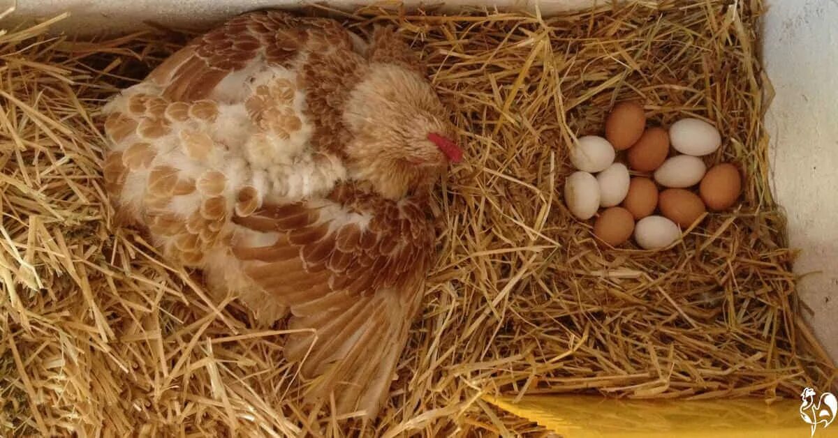 Сколько дней курица высиживает цыплят. Наседка курица высиживает яйца. Курочка высиживает цыплят. Курочка в гнезде. Гнездо для квочки.