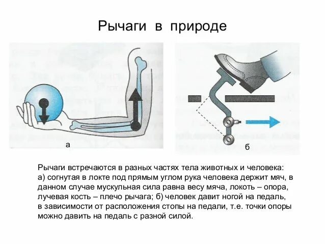 Что называют рычагом приведите примеры рычагов. Рычаги в технике. Рычаги в природе. Рычаги в теле человека. Рычаги в природе примеры.