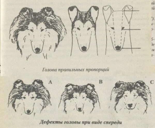 Формы головы собак. Форма головы собаки. Колли голова. Скуластая форма головы у собаки. Клинообразная форма головы у собак