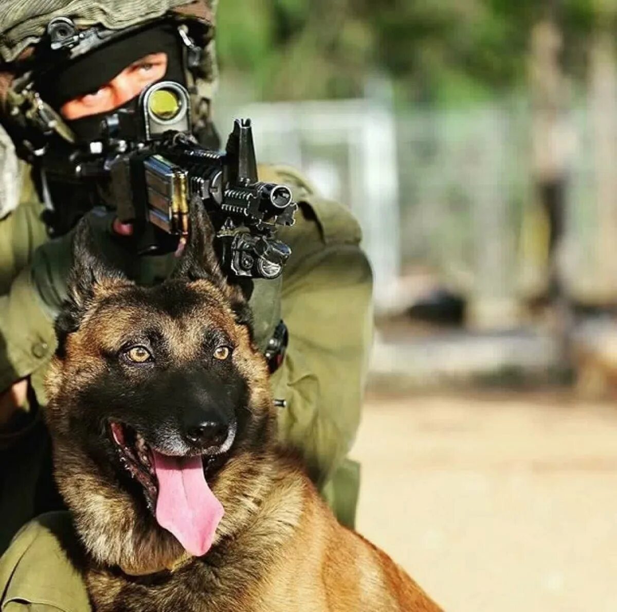 Малинуа цсн. Кинологческийспецназ россии. Спец животные. Кинологи спецназ фсб альфа. Немецкая овчарка k9.