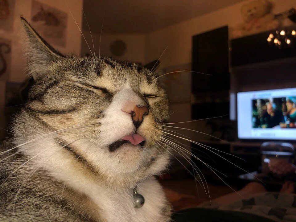 Cat no face