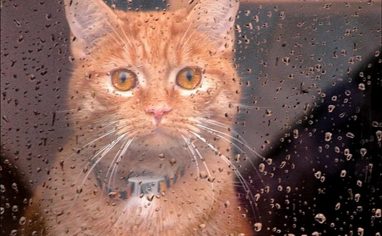 Там хорошо где нет дождя