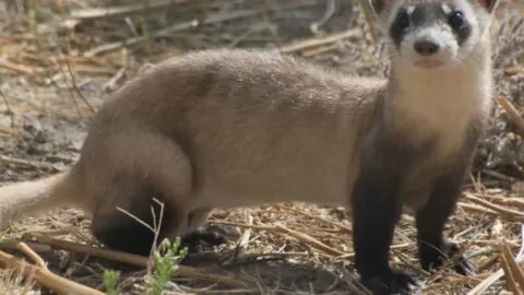 Scan ferret