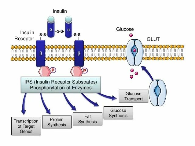 Участвует в синтезе инсулина. Схема синтеза инсулина. Схема синтеза инсулина биохимия. Механизм инсулина глют4. Ген \инсулина схема.