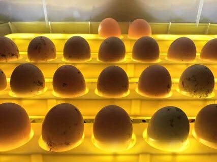 Неоплодотворенные яйца курицы красивые фото и картинки.