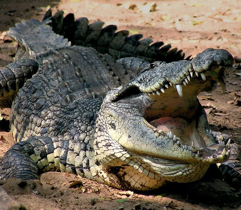 Малагасийский Нильский крокодил. Оринокский крокодил. Нильский крокодил людоед. Африканский Нильский крокодил.
