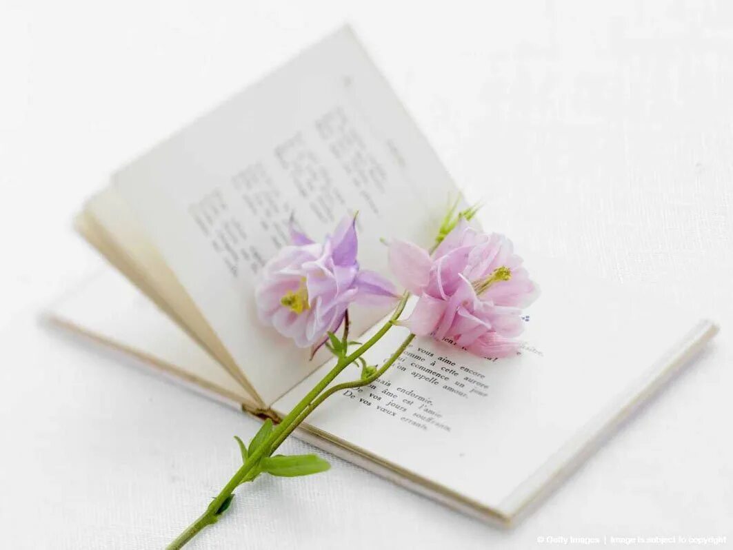 Книга цвет жизни. Книга с цветами. Книга цветы. Поэзия картинки. Цветы в поэзии.