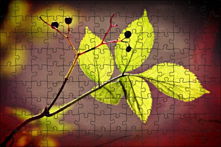 Transition leaves