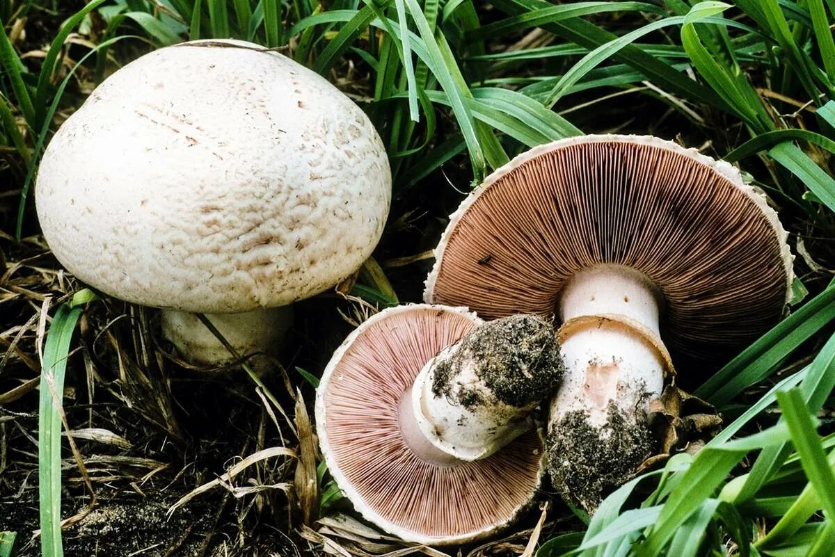 Шампиньон относится к съедобным. Шампиньон двуспоровый (Agaricus bisporus). Шампиньон обыкновенный Печерица. Шампиньон обыкновенный (Agaricus Campestris). Шампиньон обыкновенный, Печерица (Agaricus Campestris).