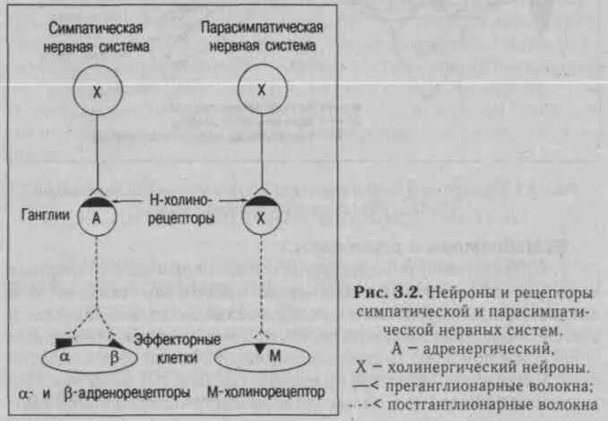 Рецепторы какой отдел нервной системы. Схема рецепторов нервной системы. Схема медиаторов вегетативной нервной системы. Медиаторы и рецепторы вегетативной нервной системы. Схема вегетативной нервной системы нейромедиаторы.