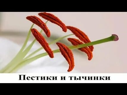 Пестики тычинки бар