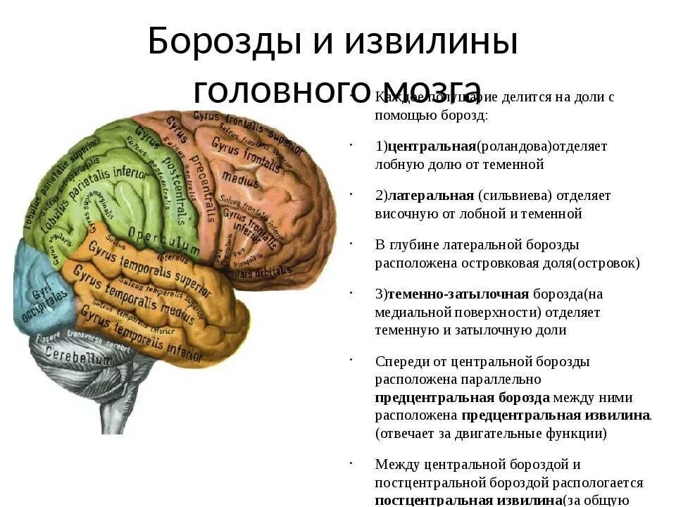 Значение извилин головного мозга