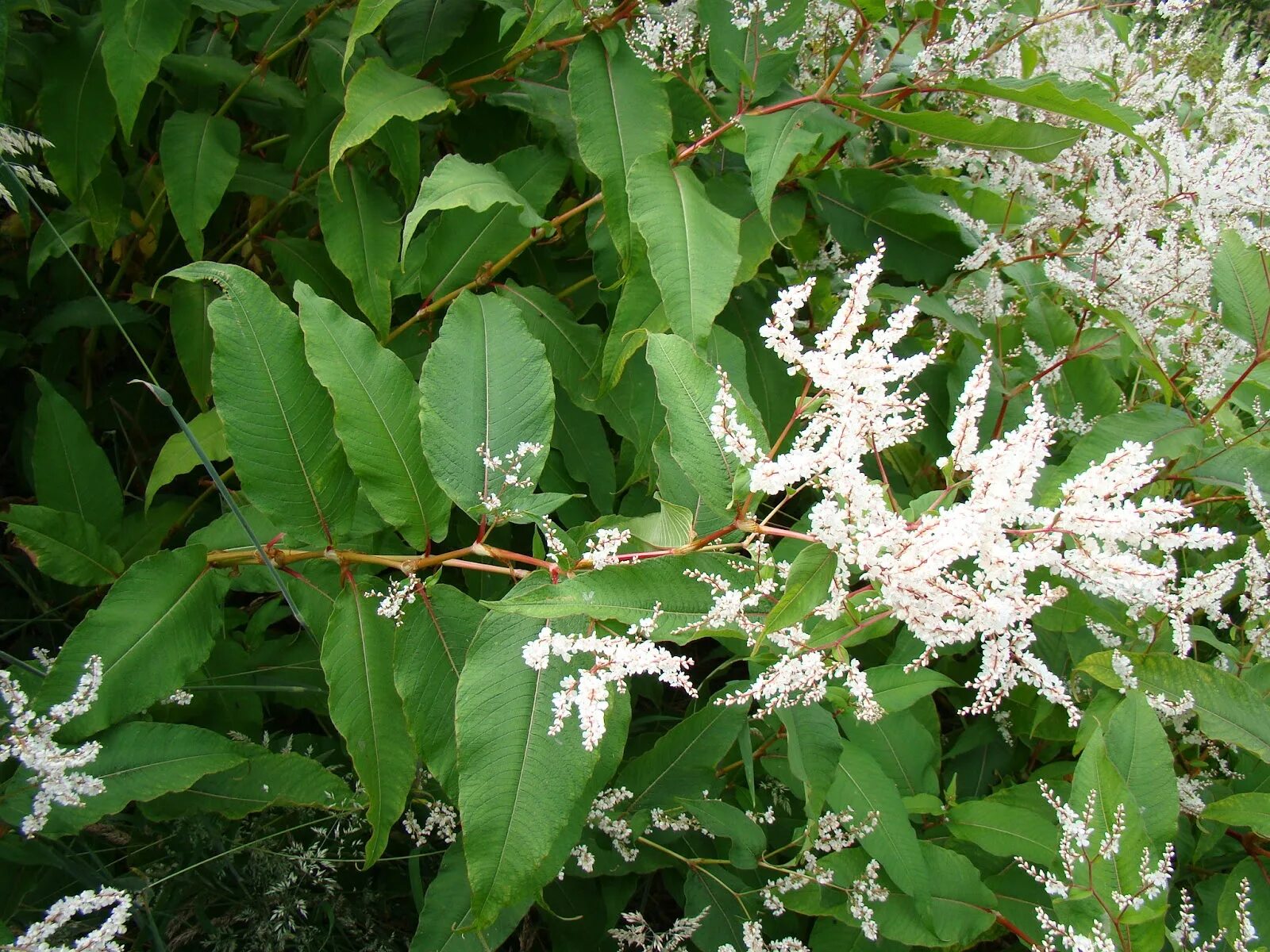 Горец как избавиться. Горец (polygonum cuspidatum). горец многоцветковый (фаллопия). горец остроконечный polygonum cuspidatum. горец японский (polygonum cuspidatum).