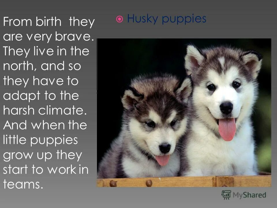 мою собаку зовут на английском