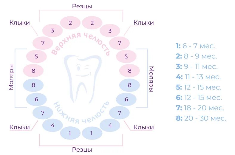 Во сколько месяцев появляются первые. Зубы у ребёнка порядок прорезывания схема. Зубы график прорезывания молочных зубов у детей. Зубы у детей схема прорезывания до года. Прорезывание зубов у детей моляры.