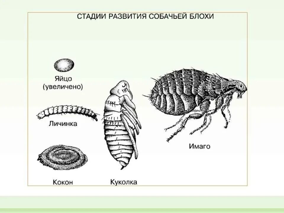 Какой тип метаморфоза характерен для человеческой блохи. Цикл развития блохи схема. Цикл развития блохи человеческой. Блоха человеческая строение жизненный цикл. Этапы развития блохи.