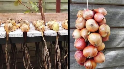 Чтоб лук не стрелковался