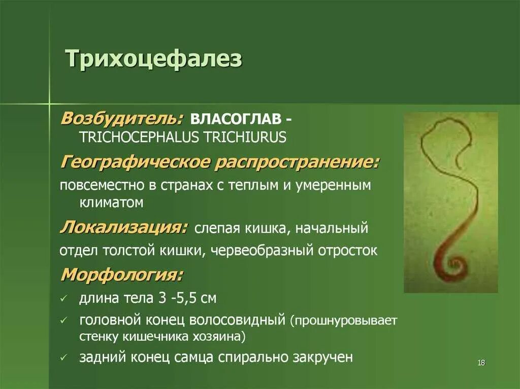 Власоглав это. Власоглав материал для исследования. Власоглав Trichocephalus Trichiurus. Власоглав круглые черви. Трихоцефалез механизм заражения.