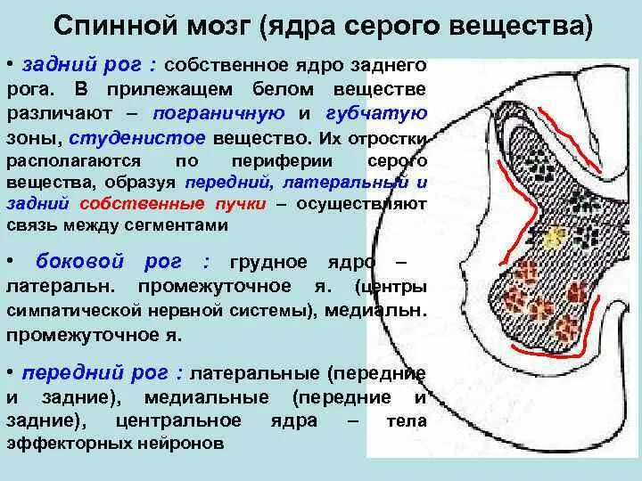 Ядра мозга образованный. Ядра бокового рога спинного мозга. Ядра задних Рогов спинного мозга. Ядра переднего рога спинного мозга. Медиальные ядра передних Рогов спинного мозга.