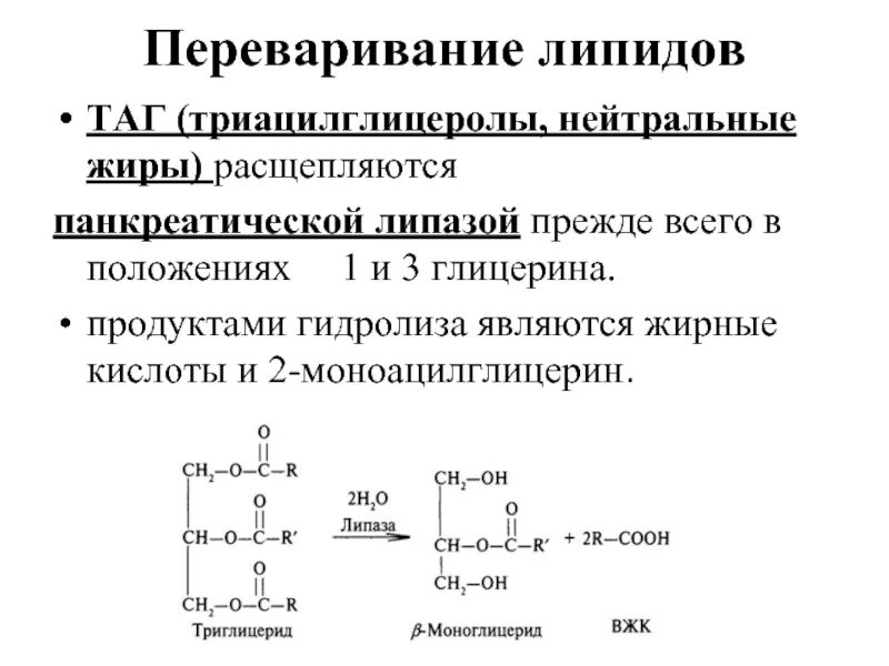 Липаза липиды. Жирные кислоты триацилглицеролов. Переваривание жира реакция. Панкреатическая липаза продукты реакции. Переваривание таг и глицерофосфатидов в ЖКТ.