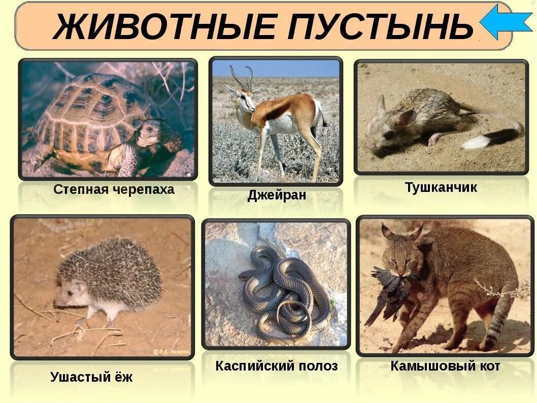 Картинки КАКОЕ ЗООЛОГИЧЕСКОЕ НАЗВАНИЕ ДАЛИ ИЗВЕСТНОМУ