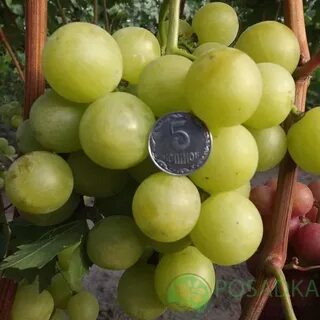 Виноград индиана