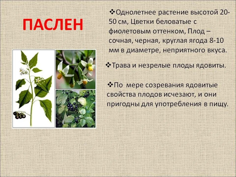 ягода паслен черный. пасленовые царство отдел класс семейство. паслен ядовитое растение. паслен черный характеристика. паслен черный характеристика.