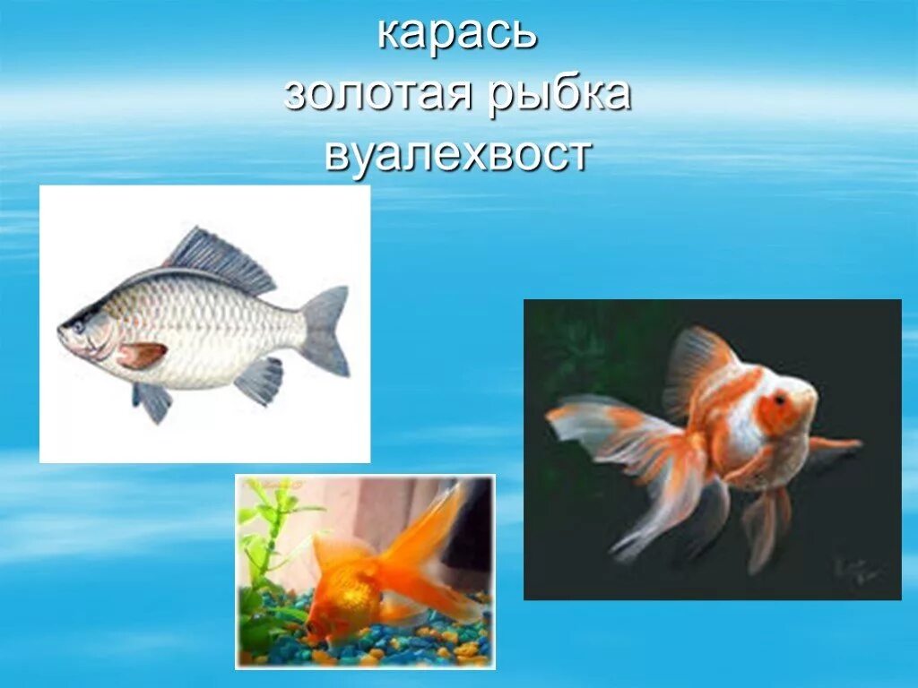 Аквариумные рыбки для дошкольников. Презентация на тему аквариум. Аквариумные рыбы презентация. Рыбы в аквариуме для презентации.