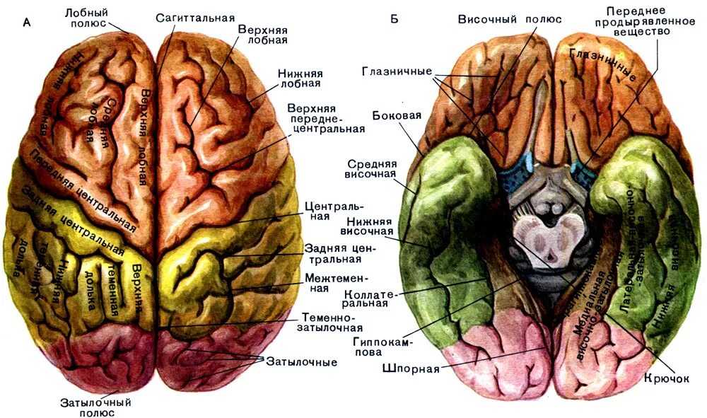 Полушария головного мозга анатомия. Отделы доли извилины борозды головного мозга. Анатомия коры головного мозга доли борозды извилины. Строение большого мозга поверхности и доли полушария.