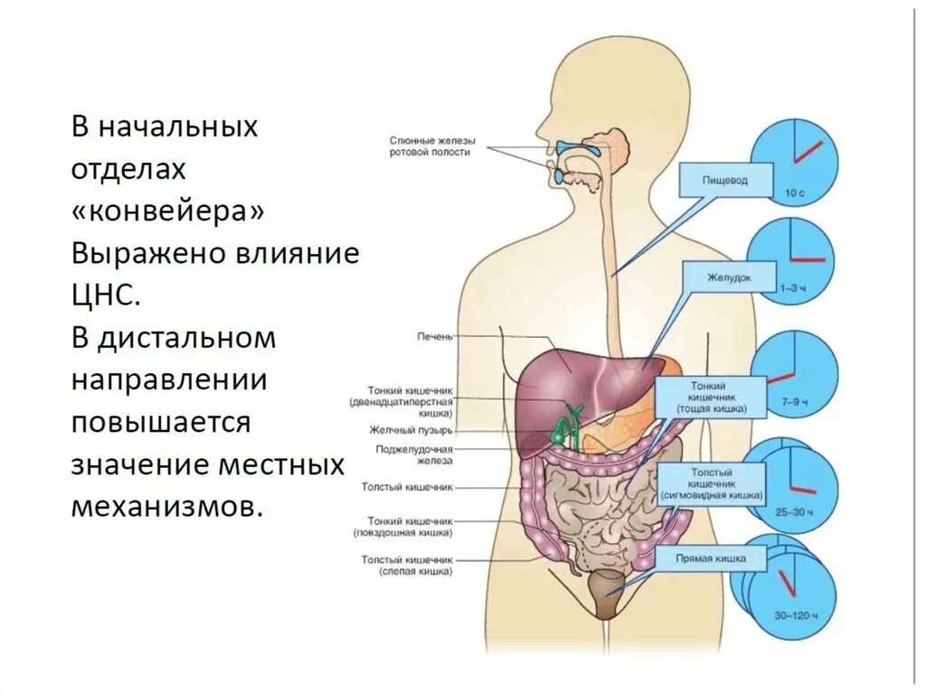 Последовательность поступления пищи в пищевод