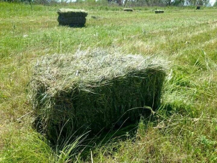 Саратовский область сена. Сено Луговое разнотравие тюки. Сено Луговое в квадратных тюках. Сено тюкованное / 1 тюк = 20 кг. Тюк сена прп 150.