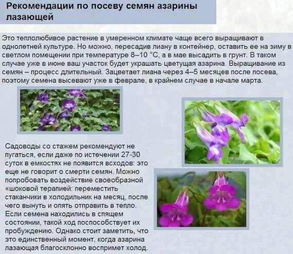 Загадочная азарина. А если она не однолетник? Высадила в горшок в декабре и зане