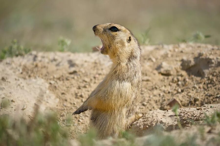 животные степи суслик. суслик степной. суслик степной калмыкия. животные степи суслик. суслик в степи.